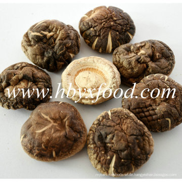 5.5cm herauf getrockneter nahrhafter glatter Shiitake Pilz